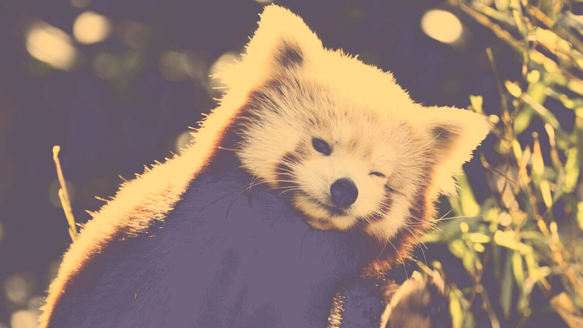 Красная панда подмигивает обои