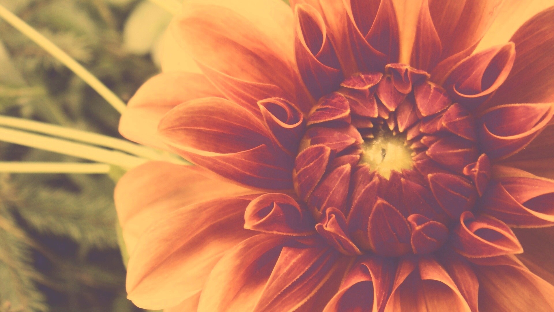 Аленький цветочек обои