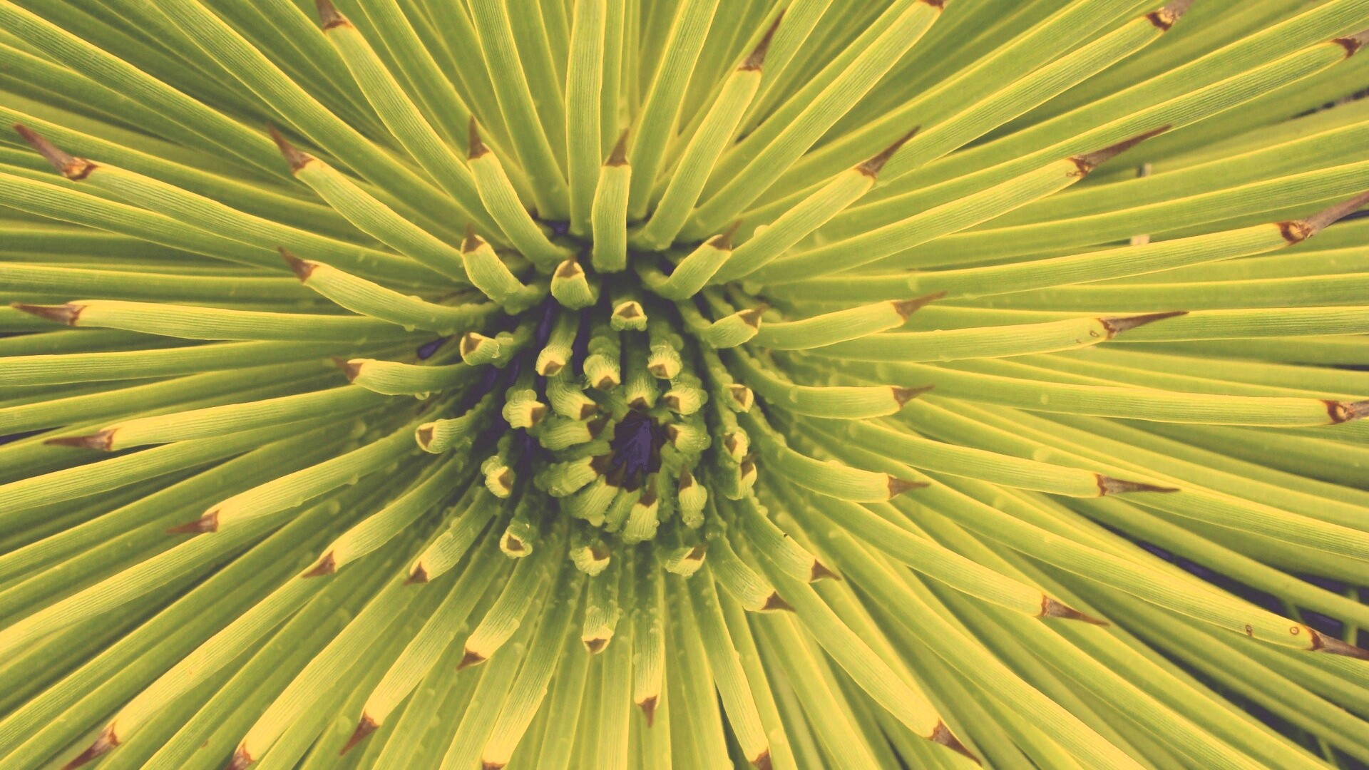 Хищный цветок обои