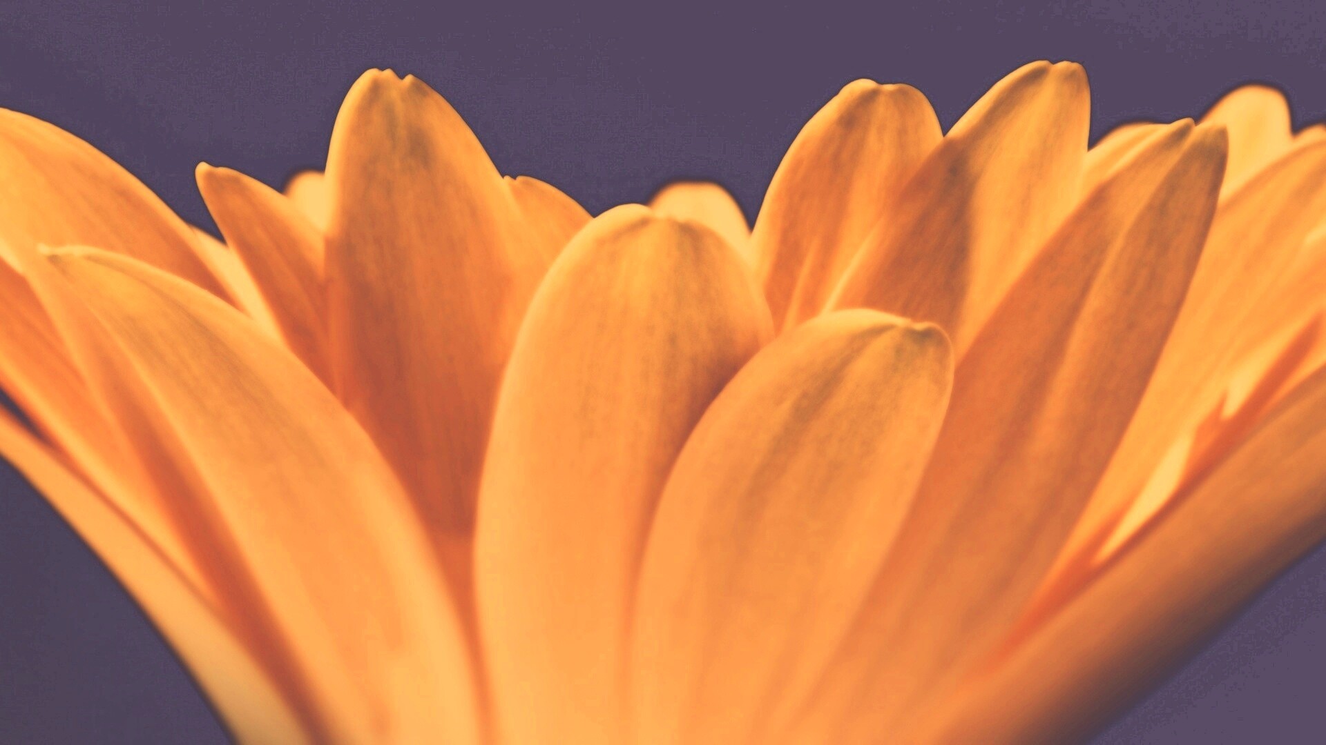 Цветочные лепестки обои