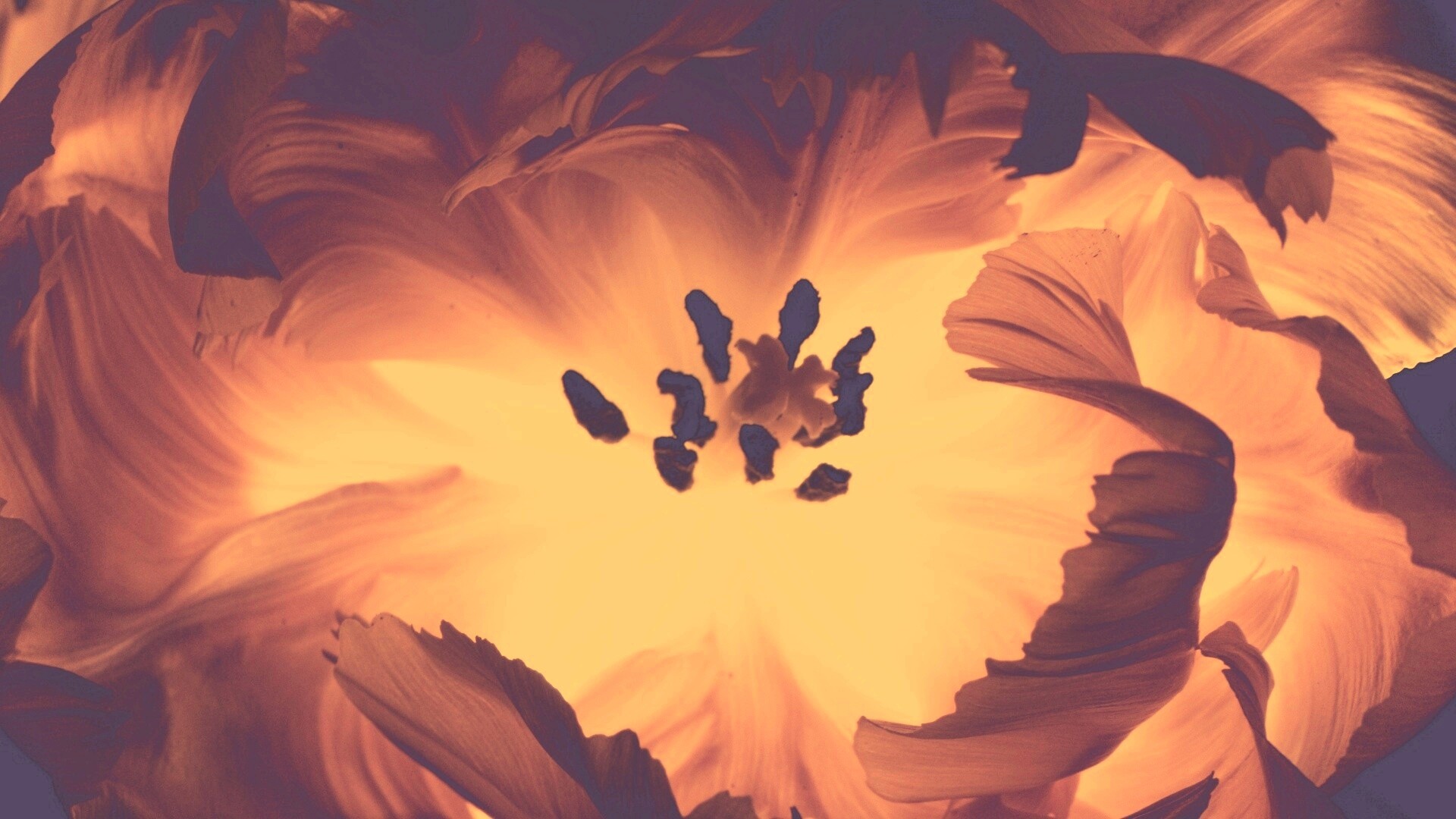 Пылающий цветок обои