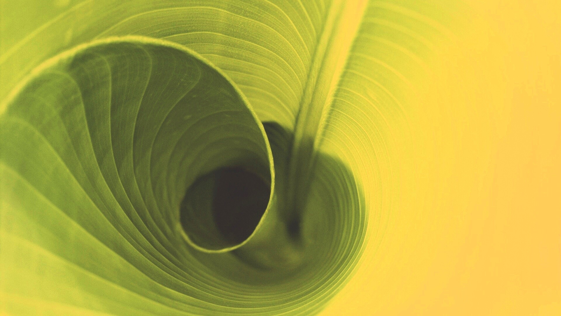 Зеленый лист трубочкой обои