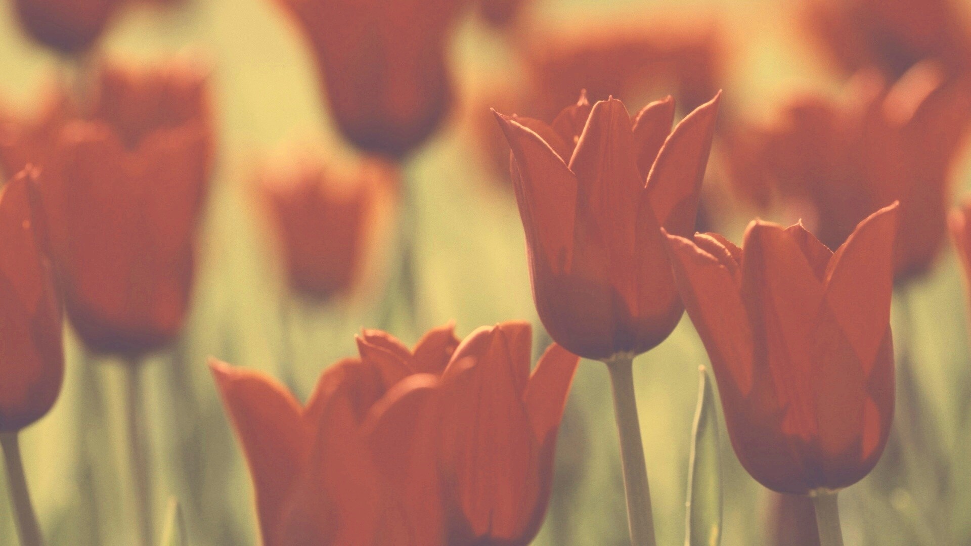 Красные цветы обои