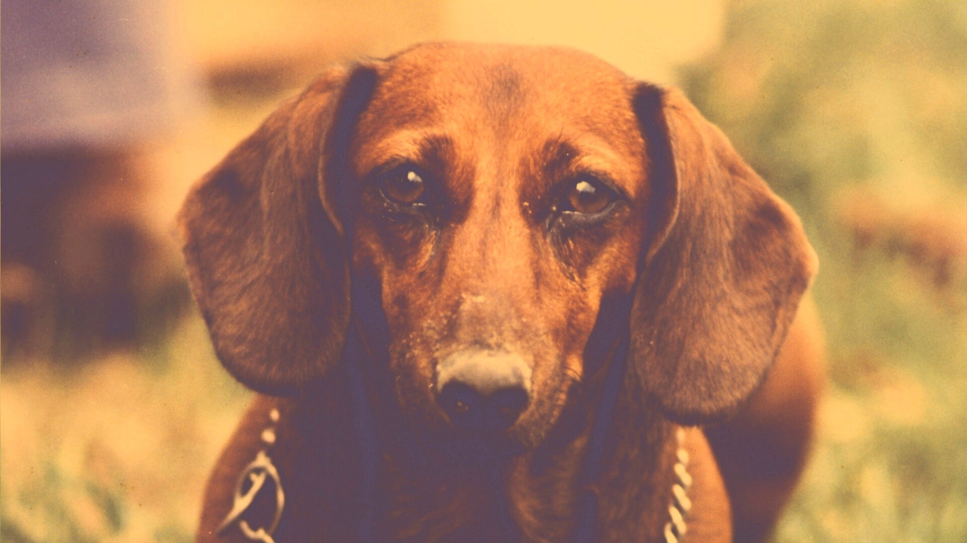 Рыжая такса обои