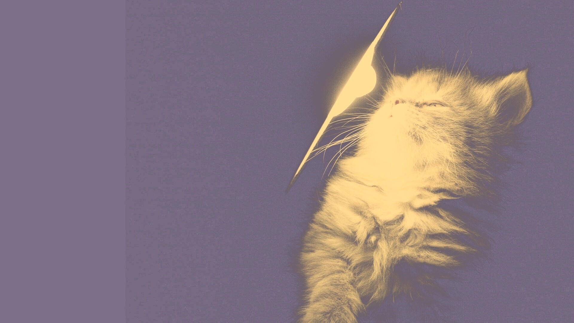 Котя на свету обои