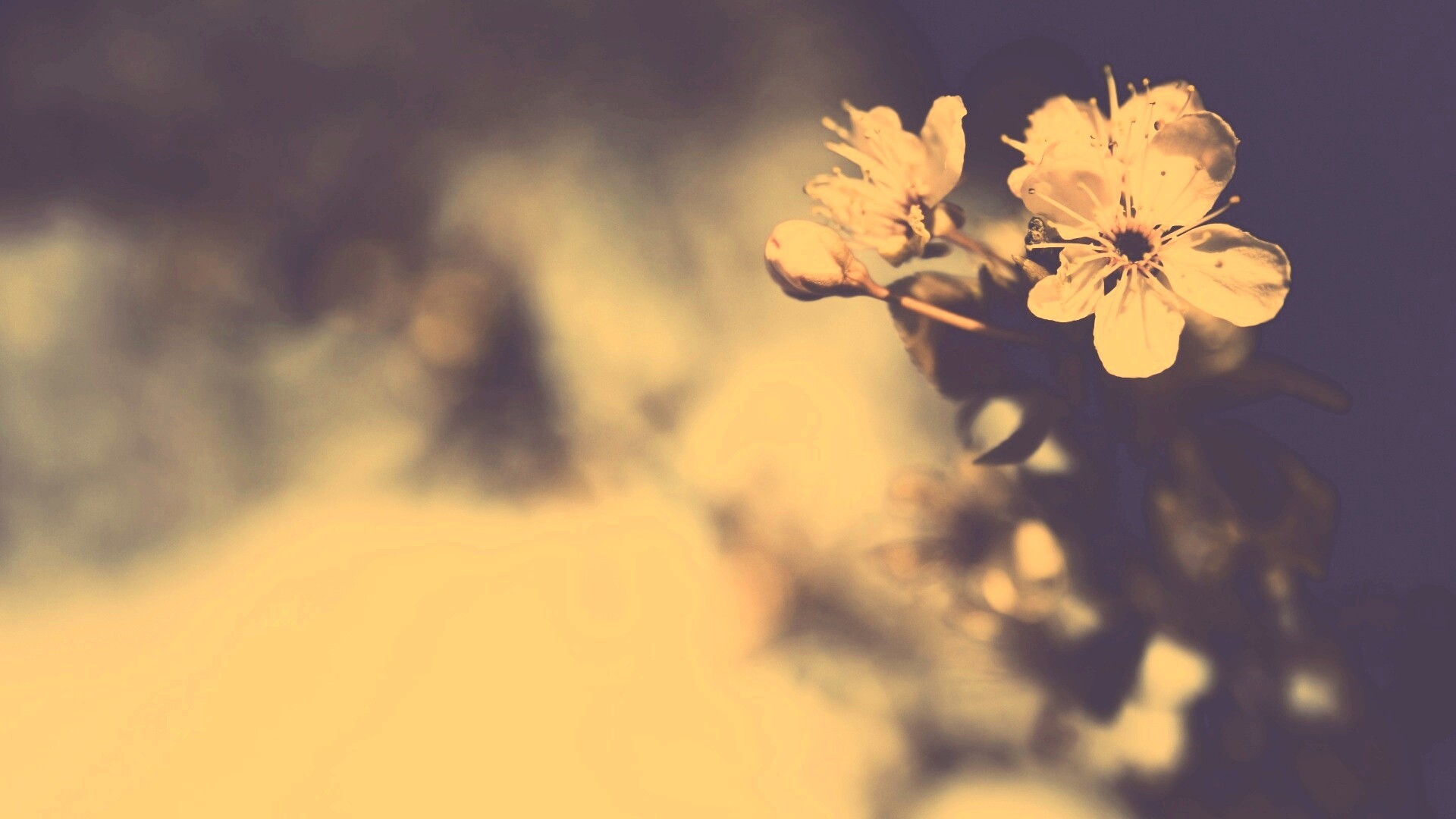 Цветок вишни обои