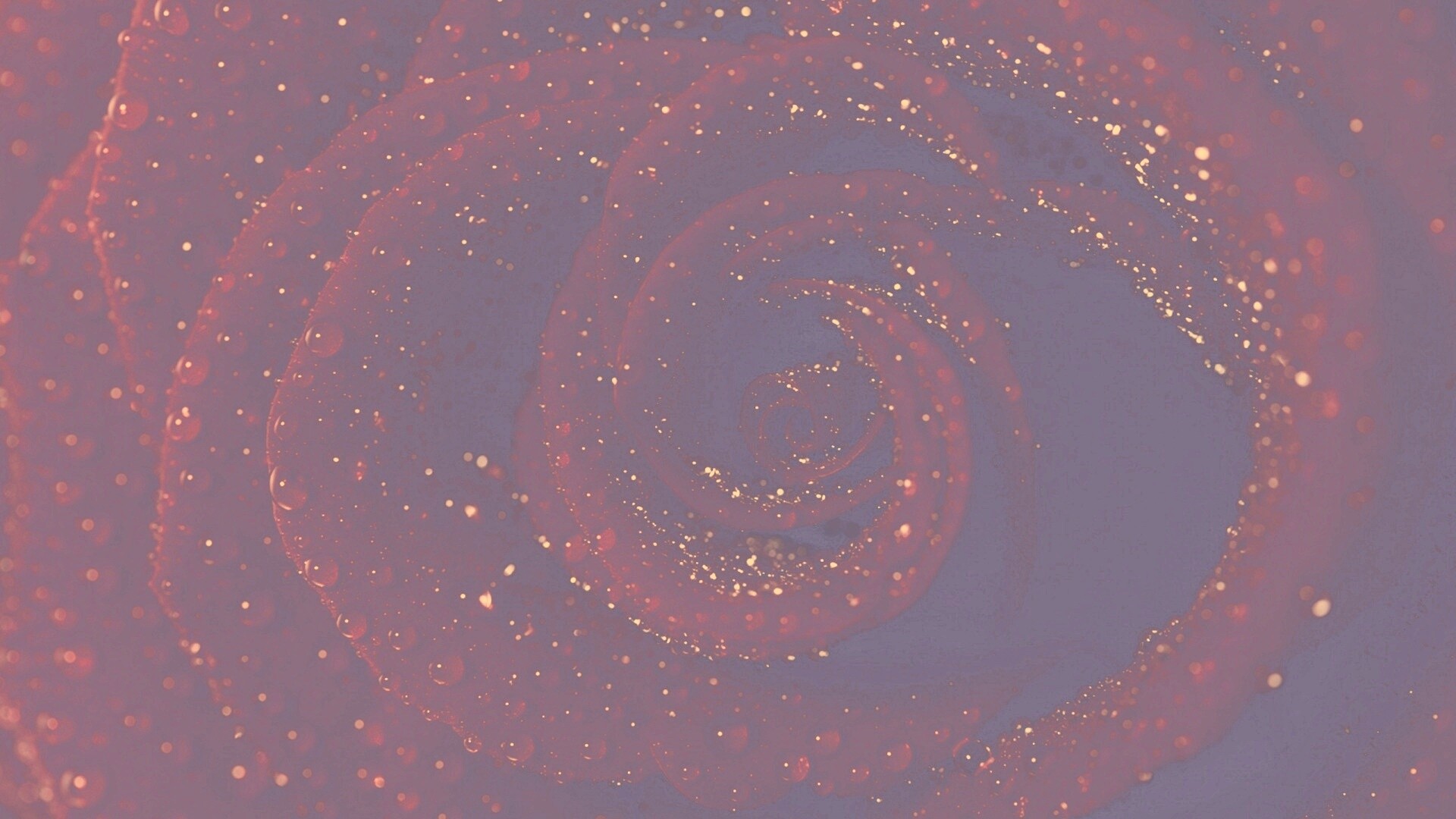 Красная роза обои