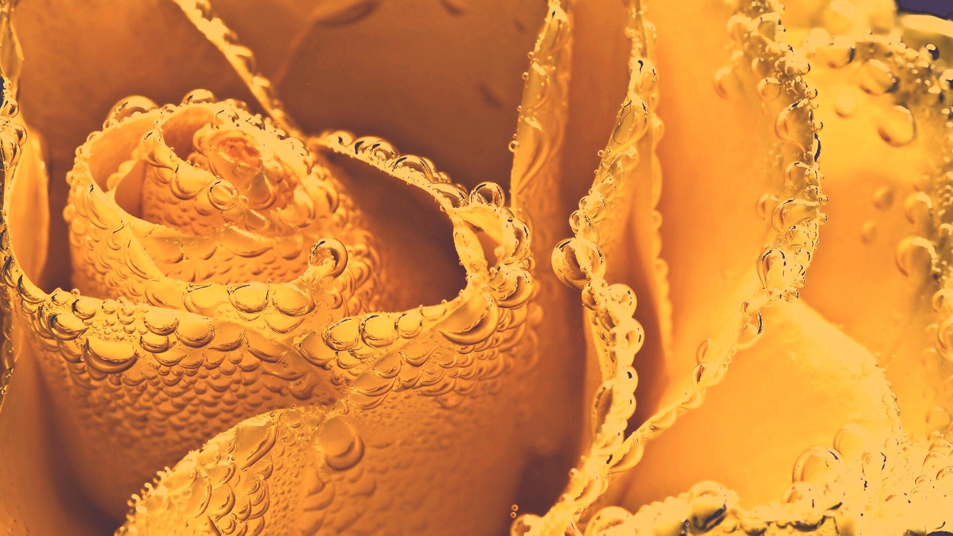 Мокрый желтый цветок обои