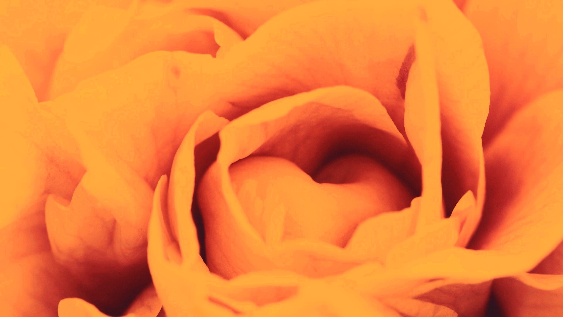 Розовый цветок обои