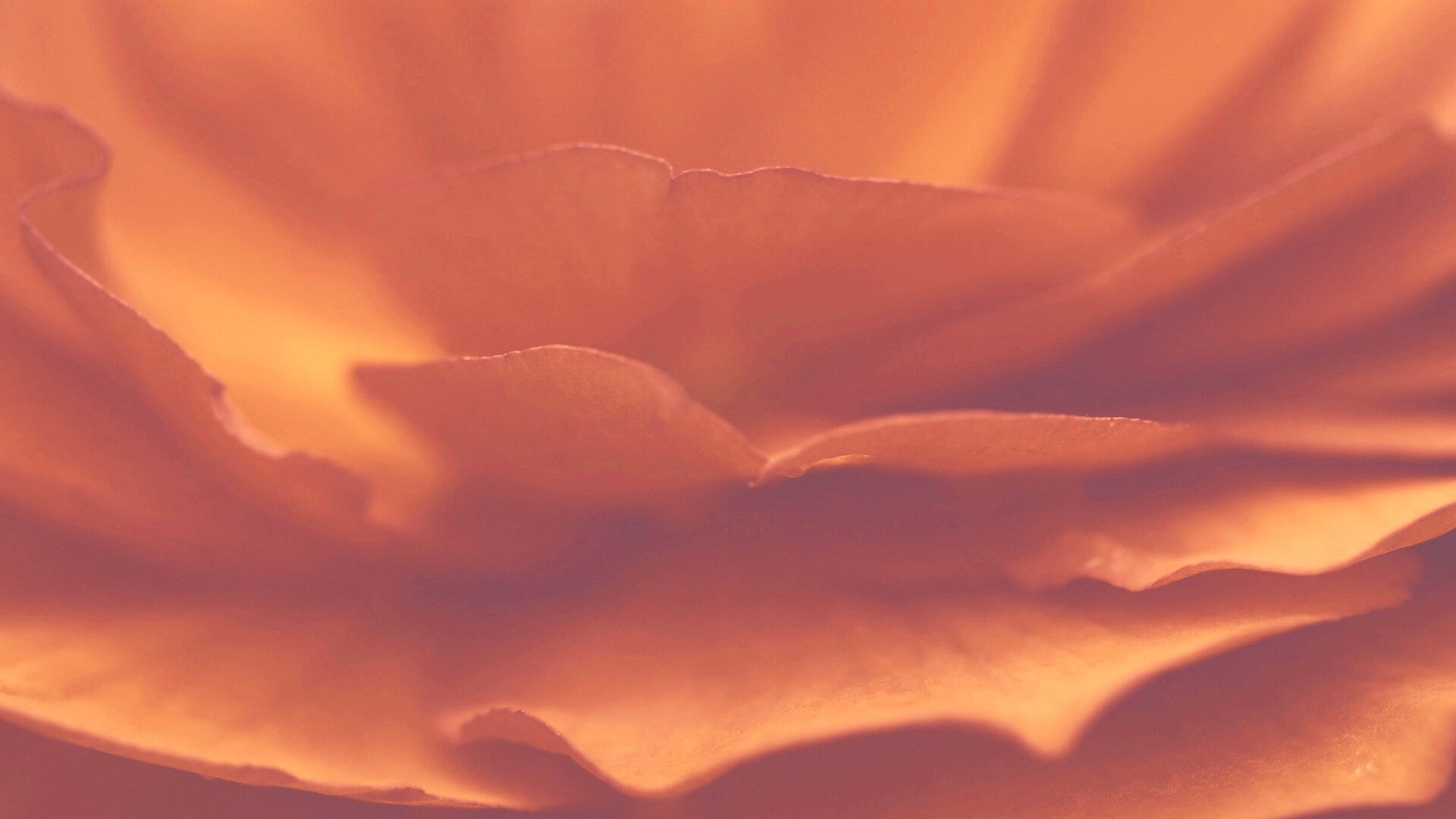 Лепестки красного цветка обои