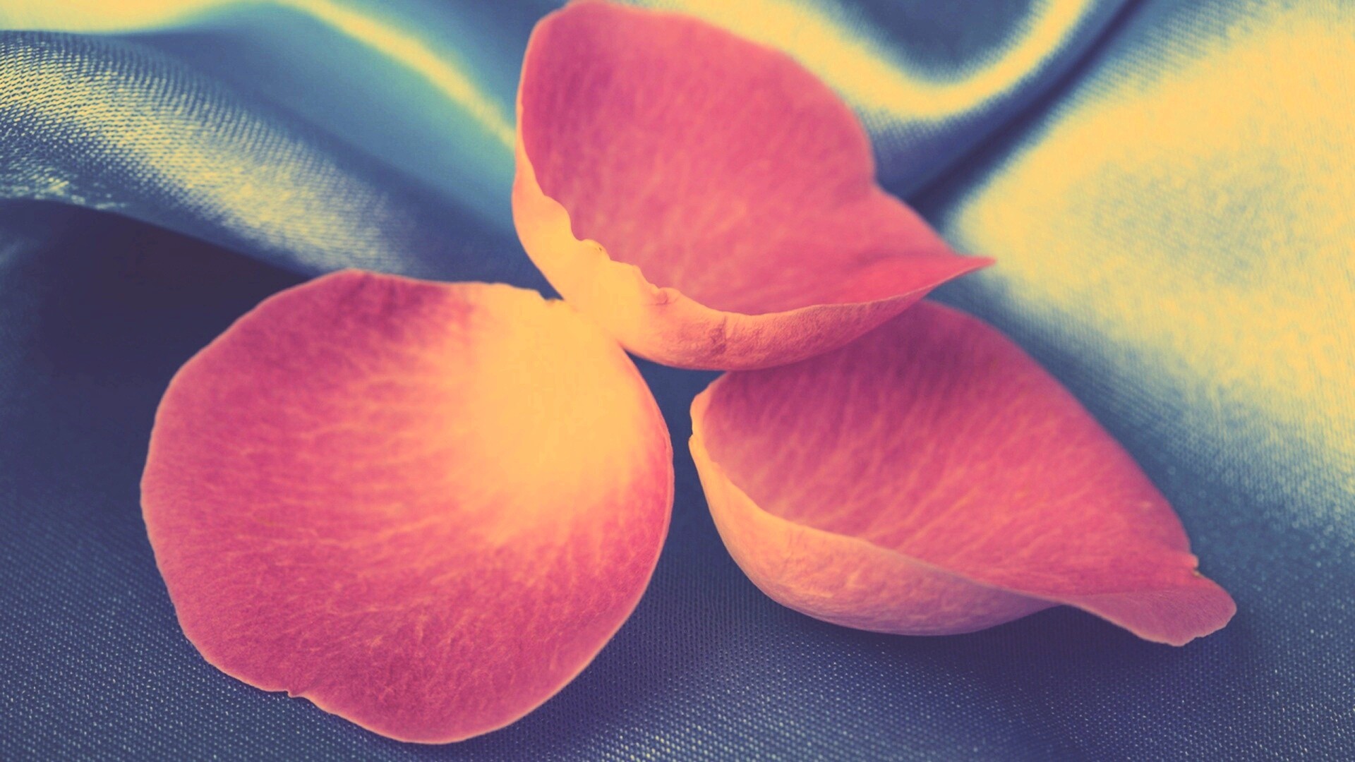 Лепестки розы на голубой ткани обои