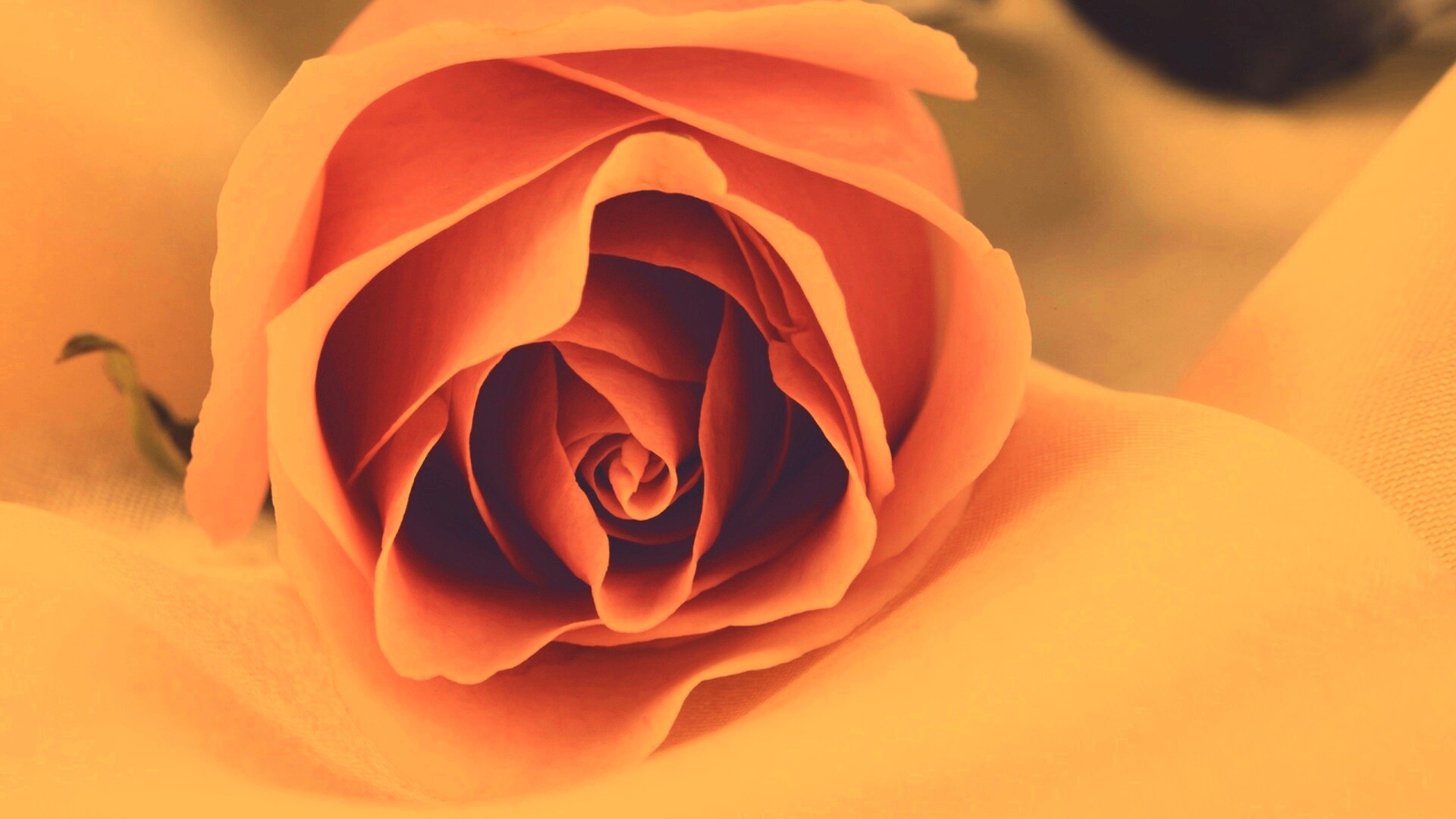 Нежная роза обои