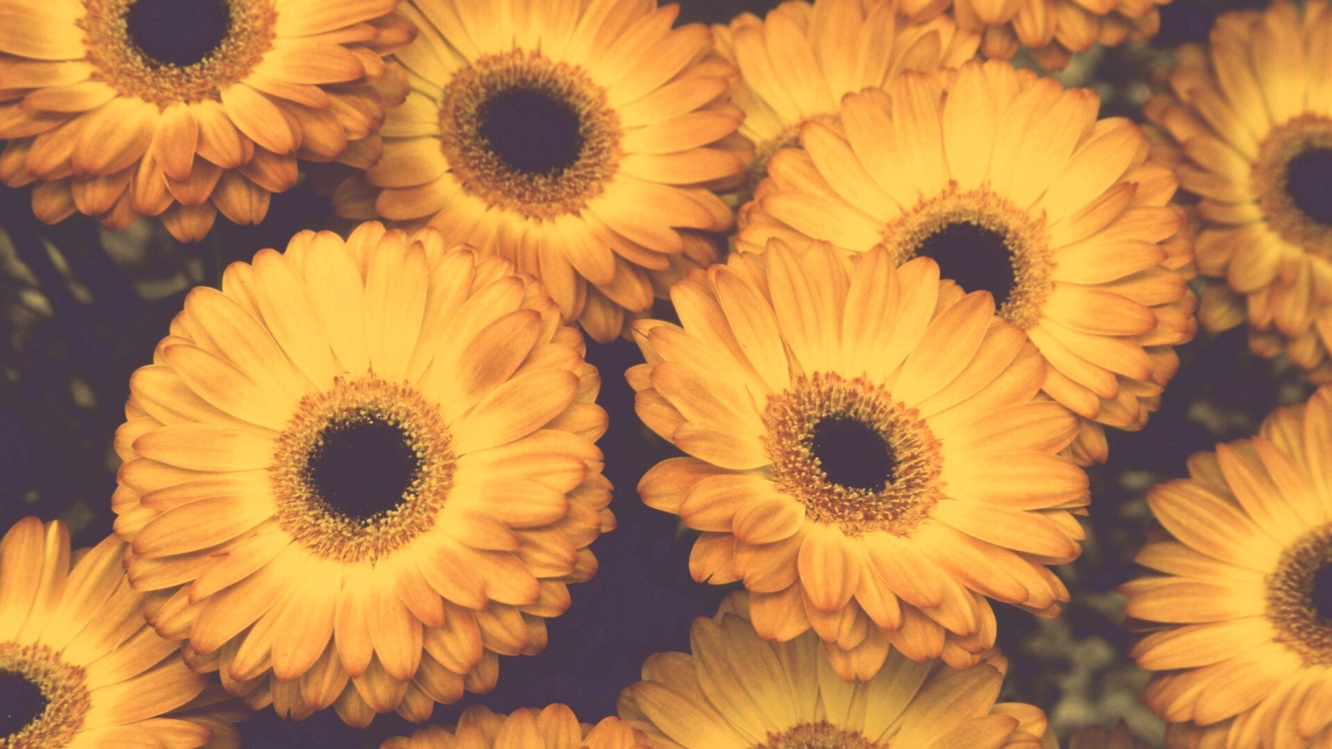 Желтые герберы обои