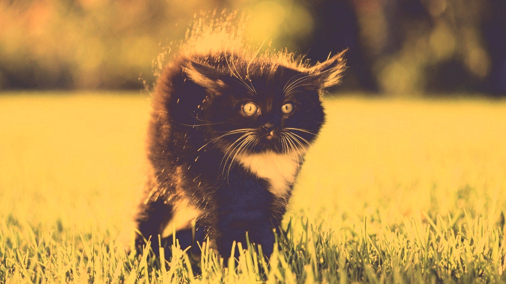 Кот воитель обои