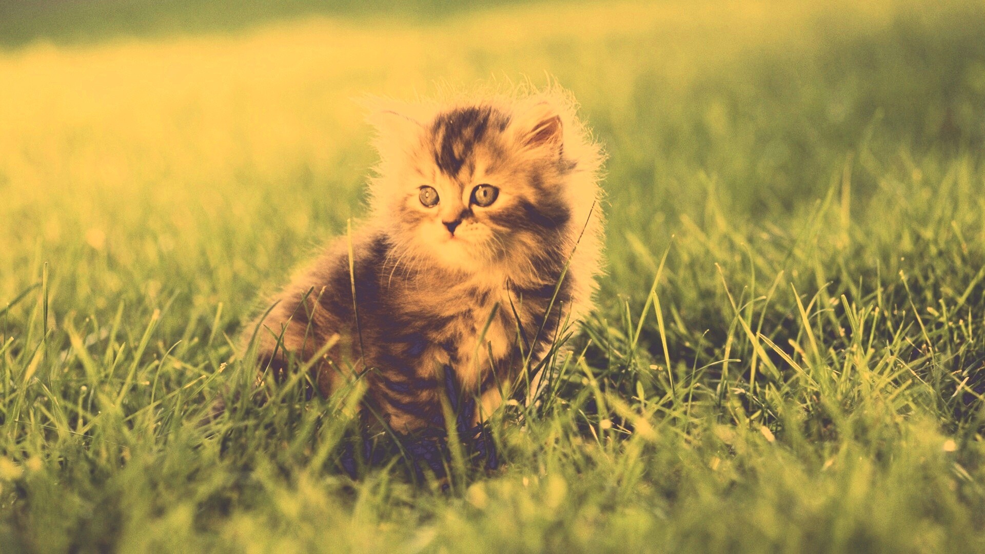 Пушистый котенок в траве обои