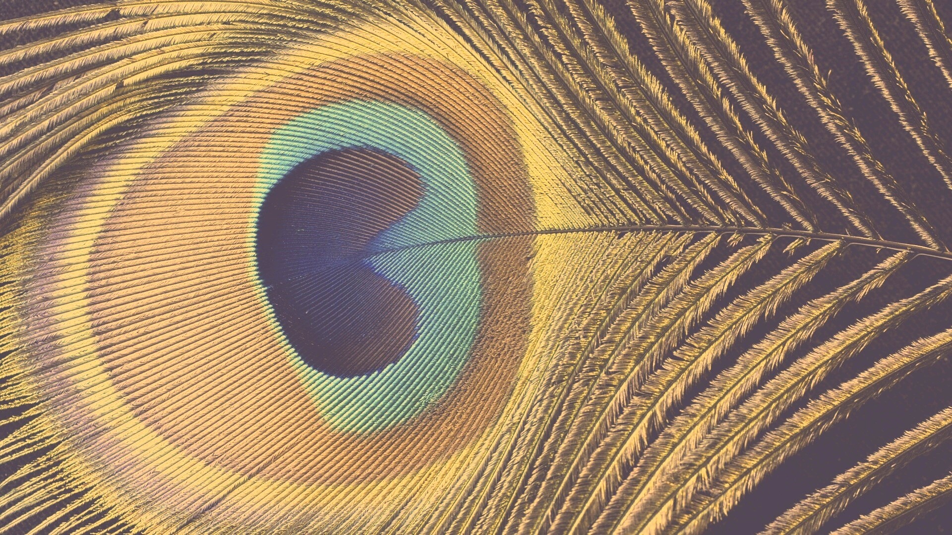 Перо павлина обои