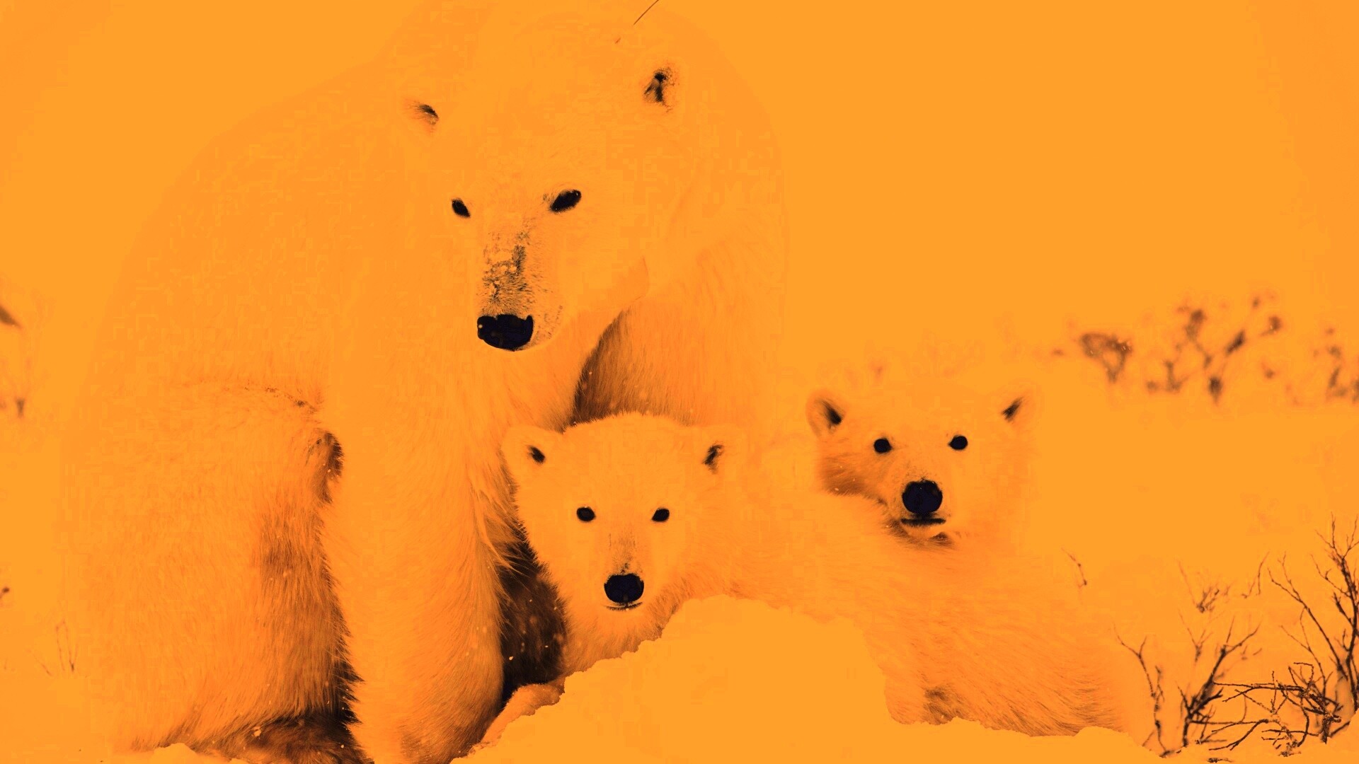 Белые медведи обои