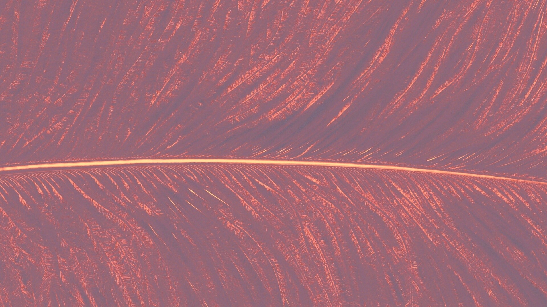 Перо попугая обои