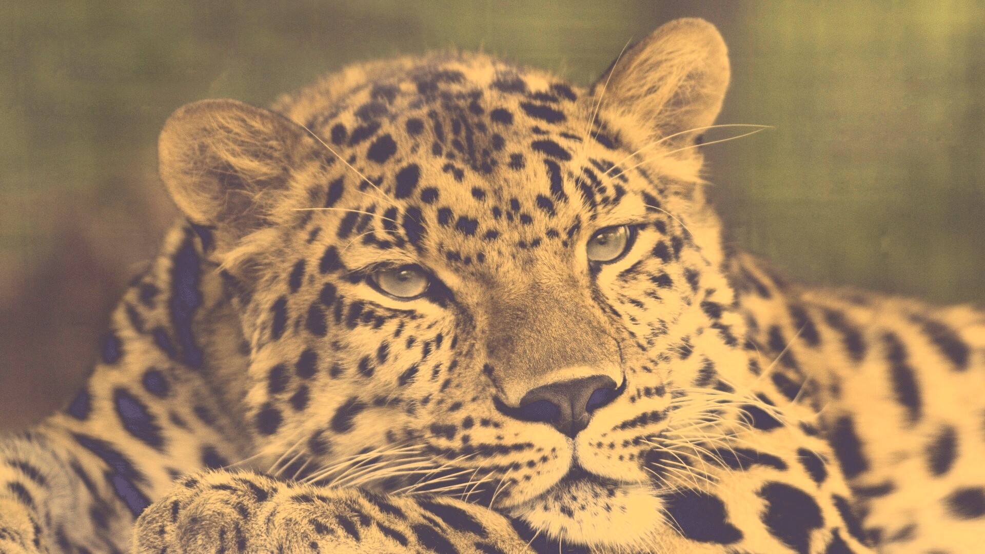 Злопасный ягуляр обои