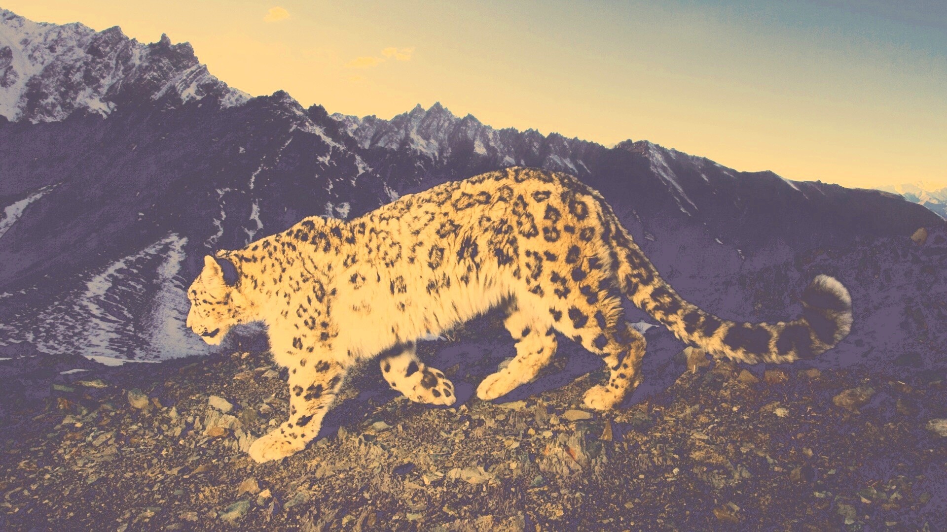 Леопард обои