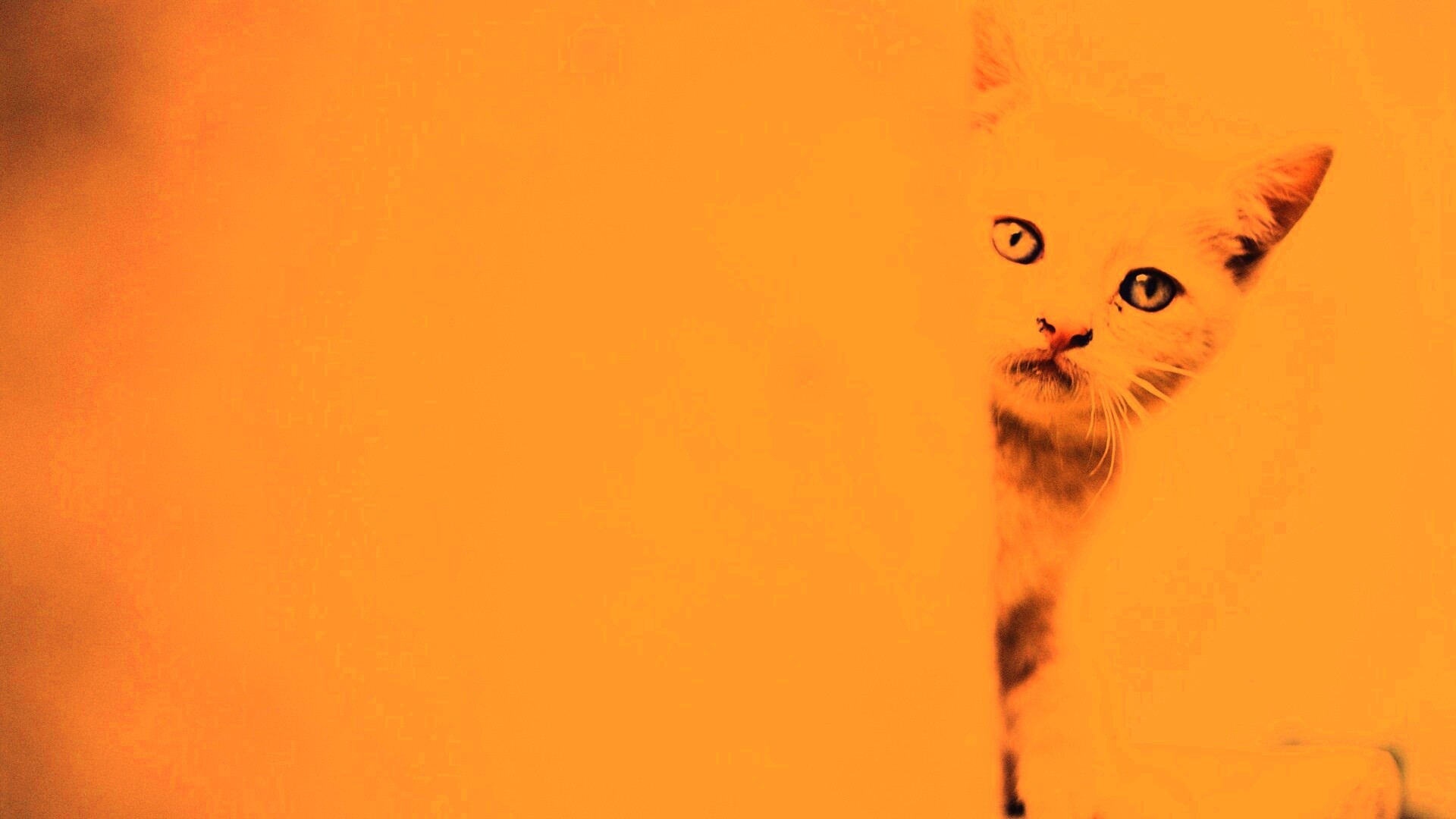 Котик из-за угла обои