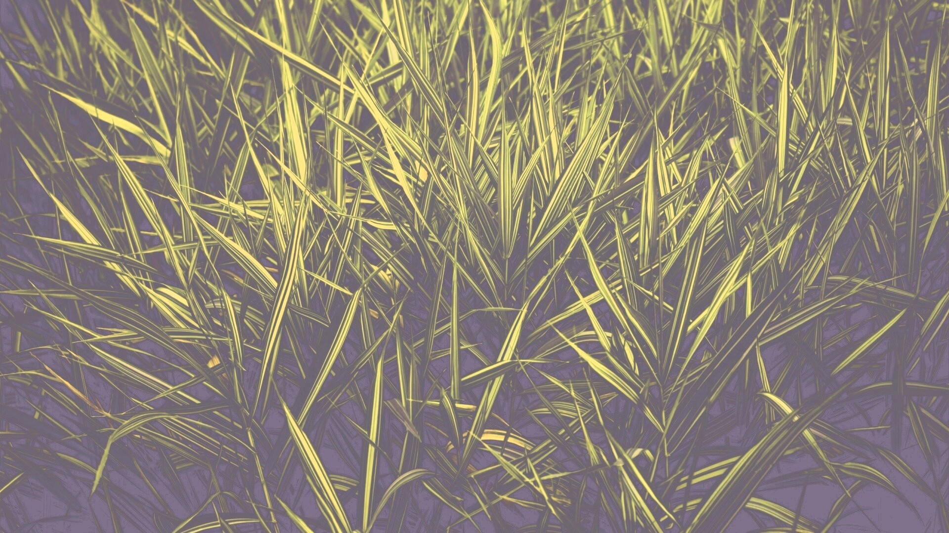 Дикая трава обои