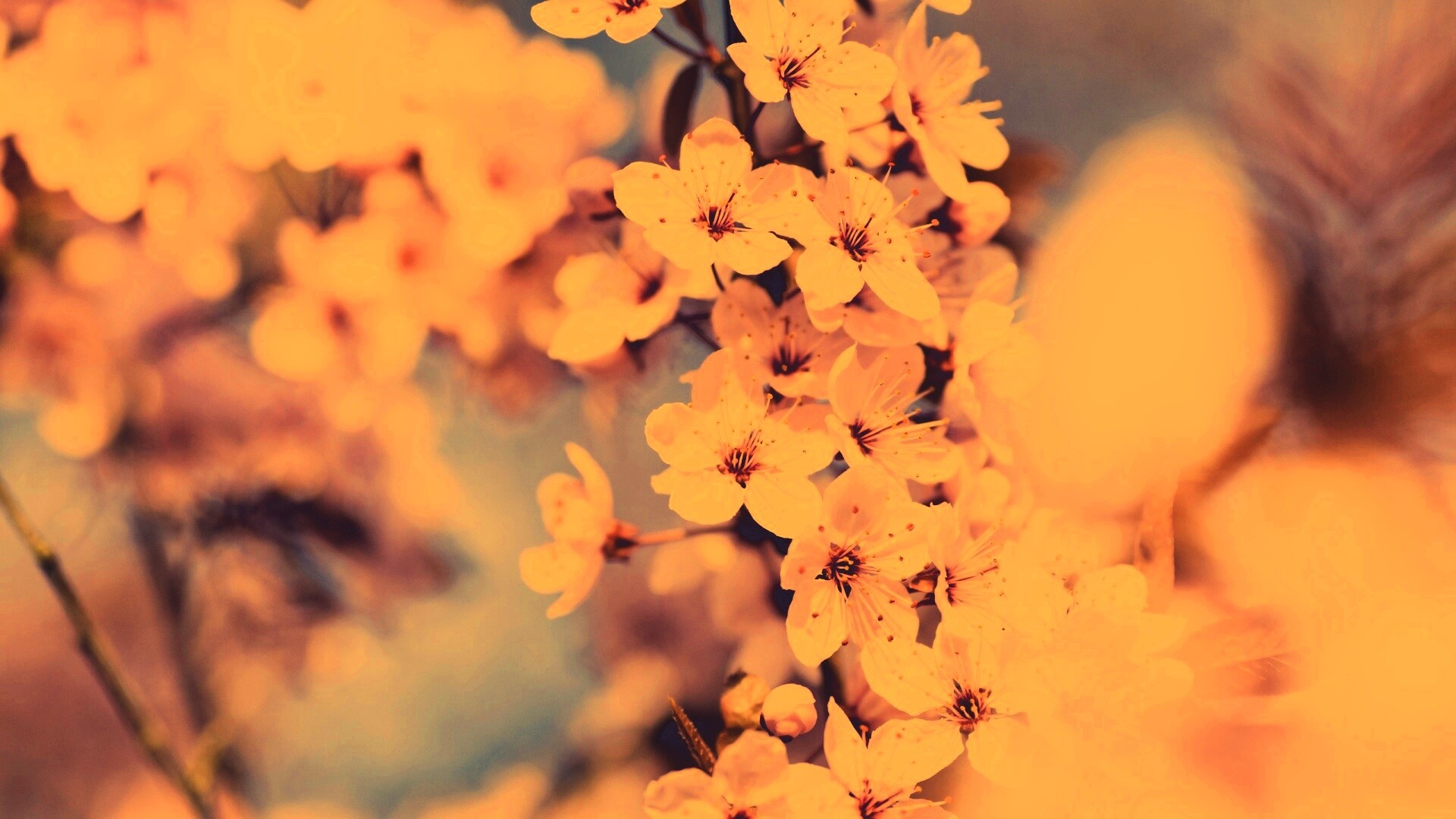 Цветение вишни обои