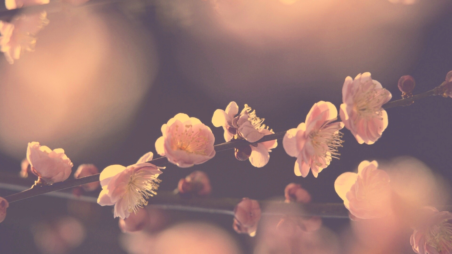 Цветущая вишня обои