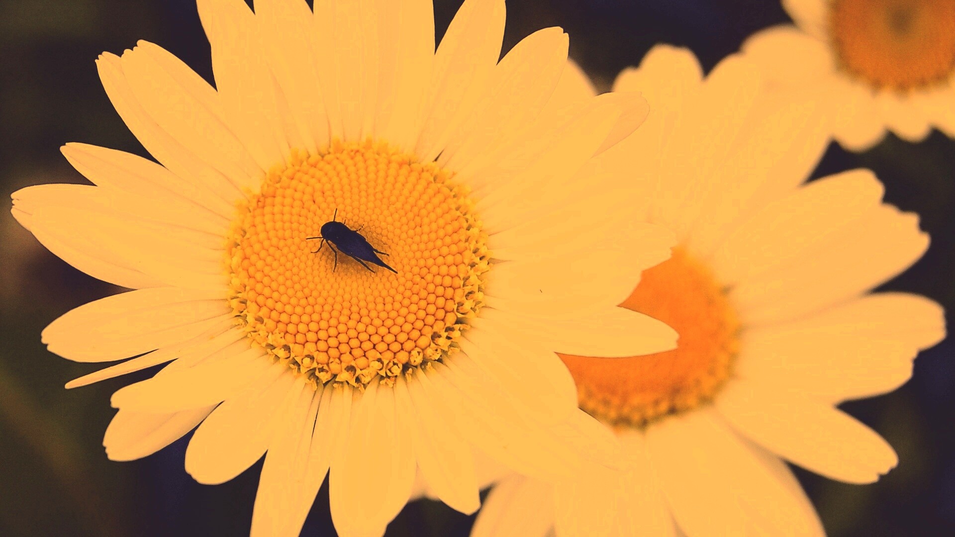 Ромашки обои