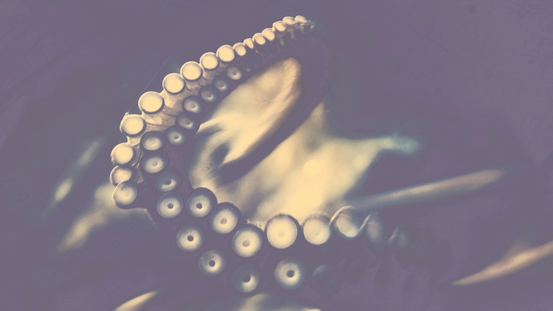 Щупальце обои