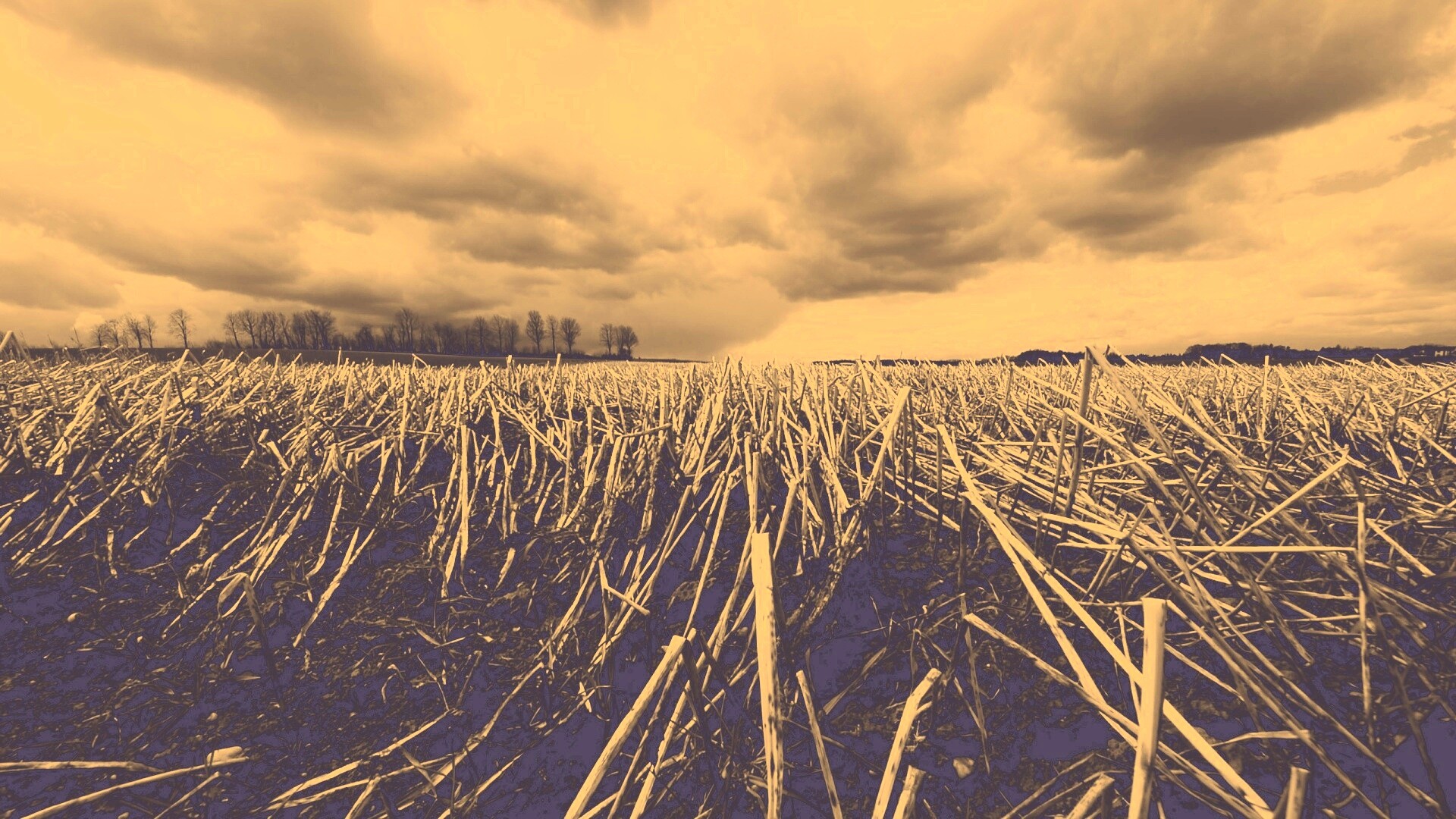 Убранное поле обои