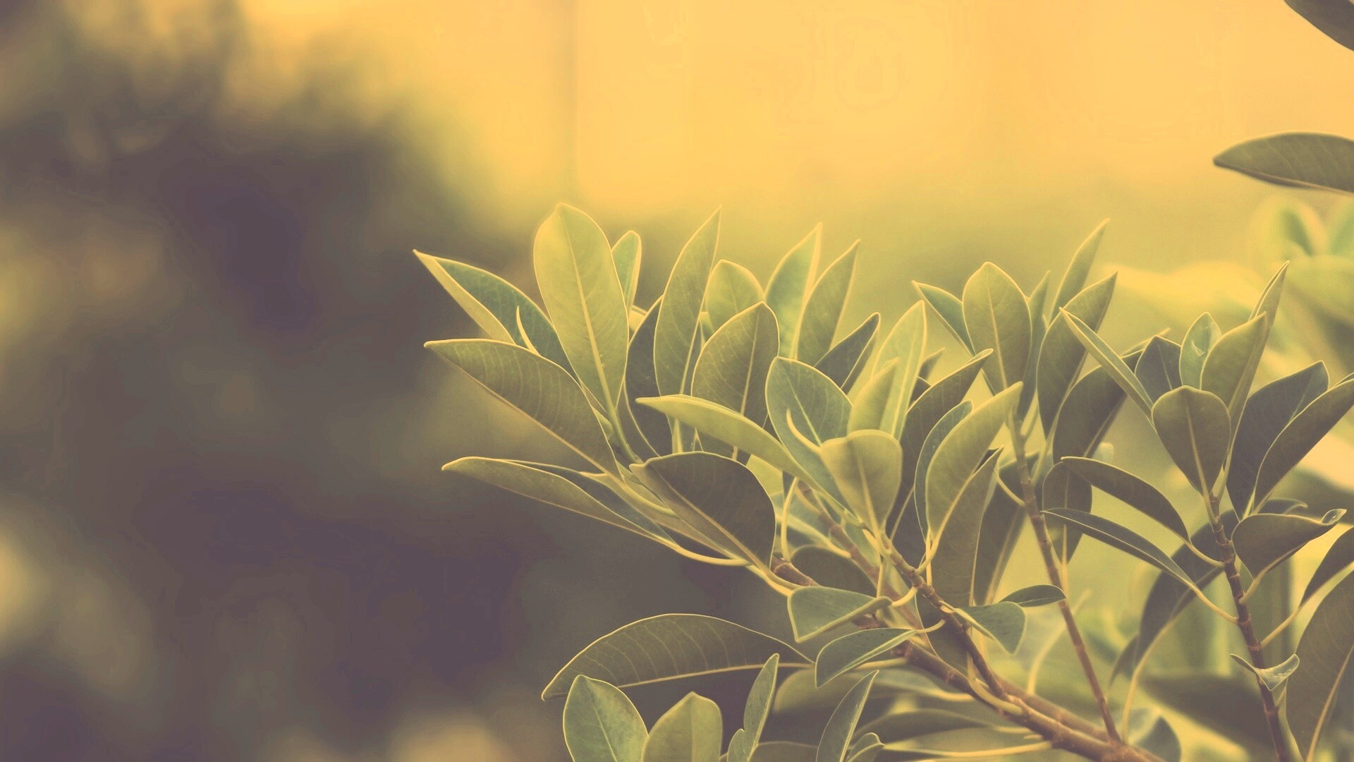 Листья обои