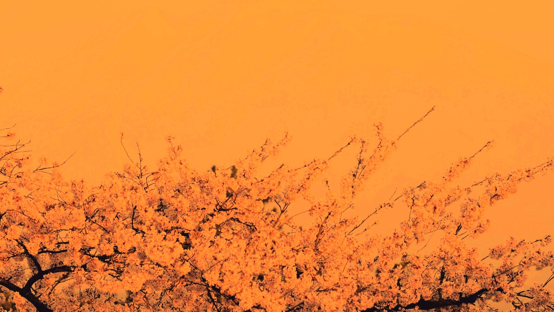 Цветение вишни в горах обои