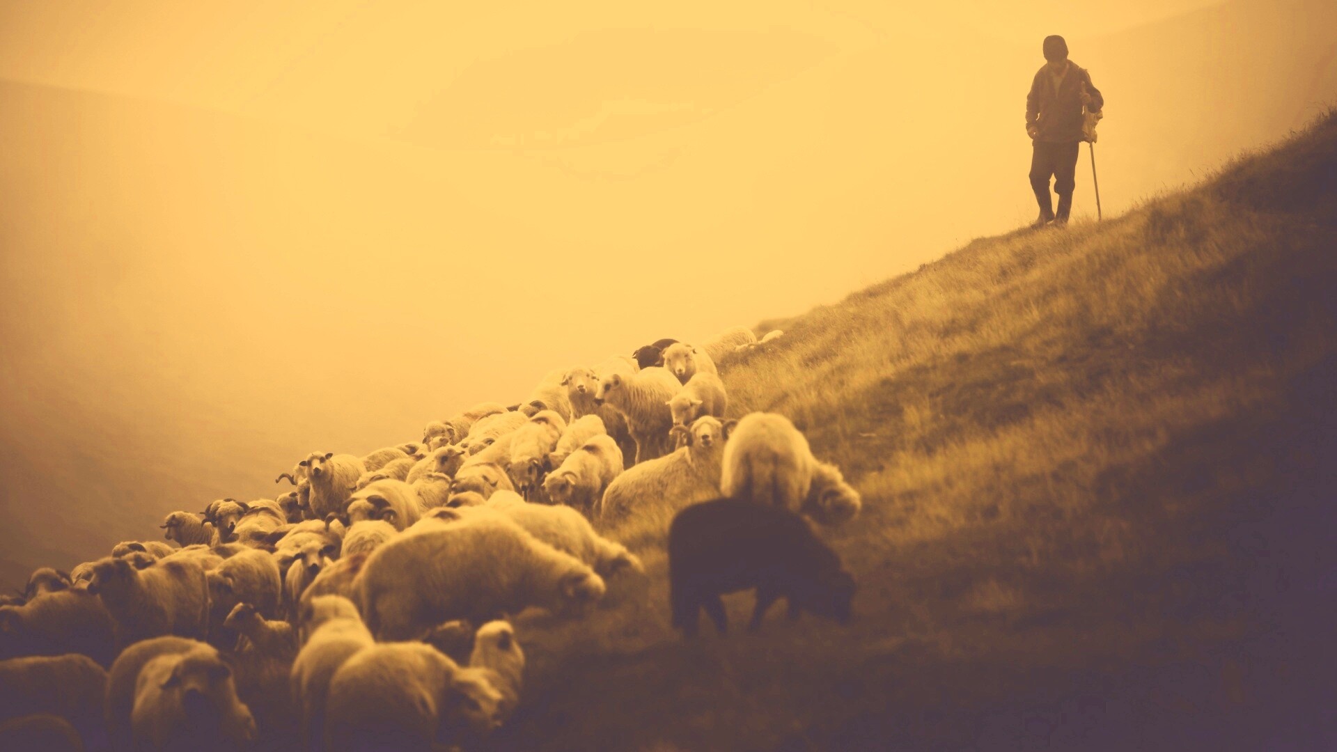 Пастух и стадо обои