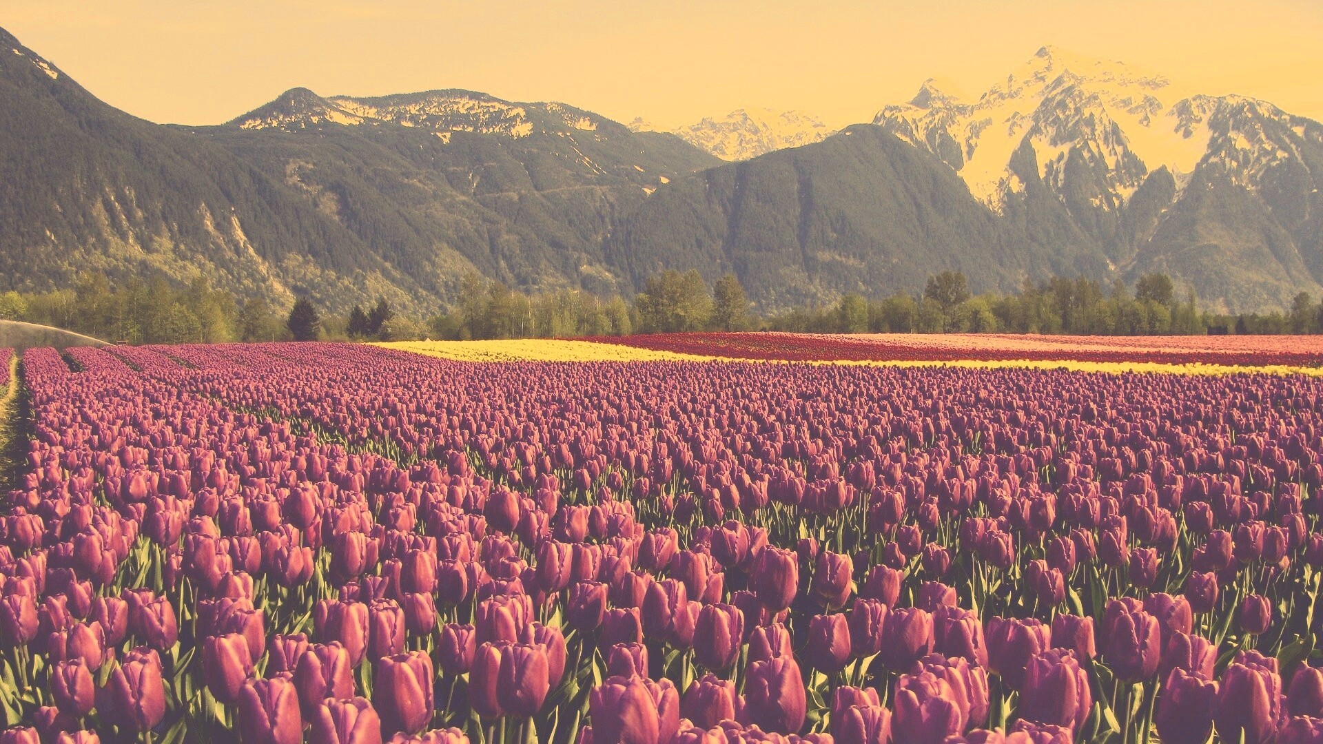 Поле тюльпанов обои