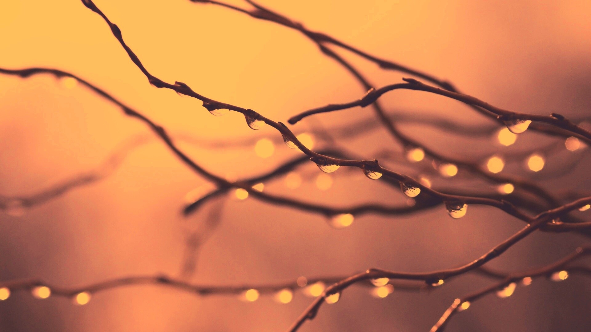 Капли на ветке обои