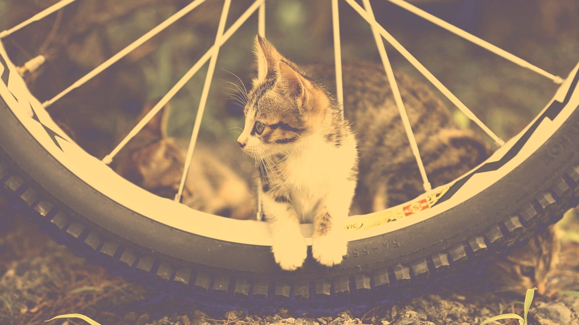 Маленький котенок обои