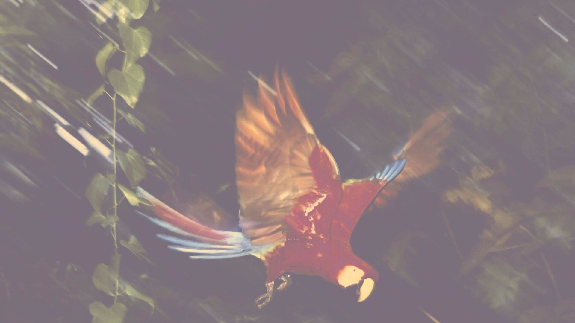 Рисованный ара обои