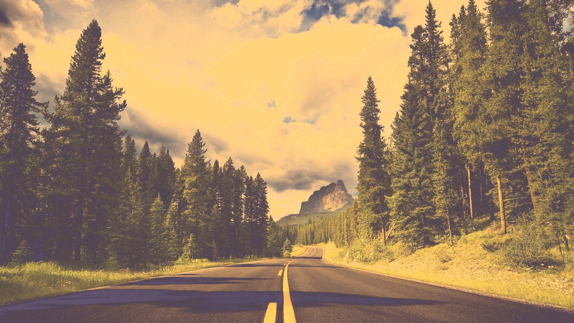 Красивая лесная дорога обои