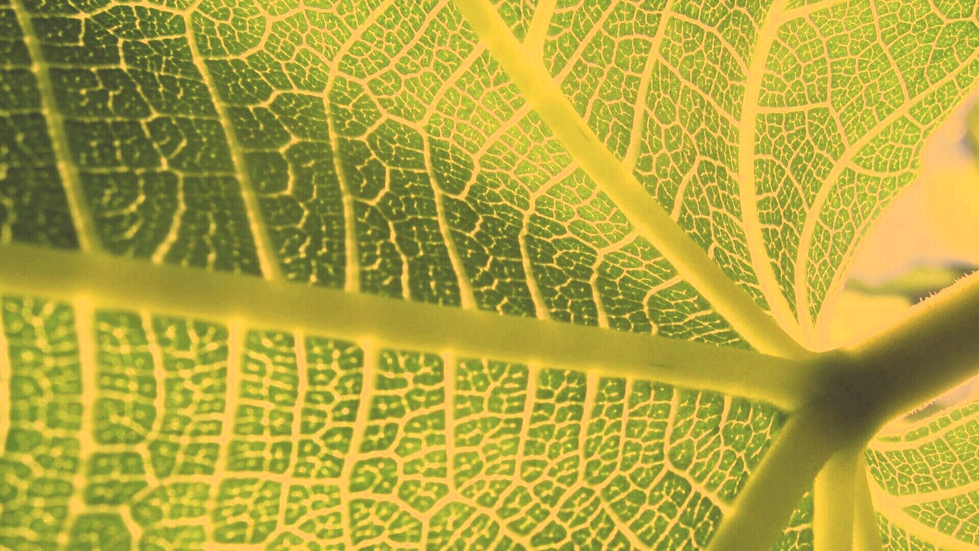 Внутренняя сторона листа обои