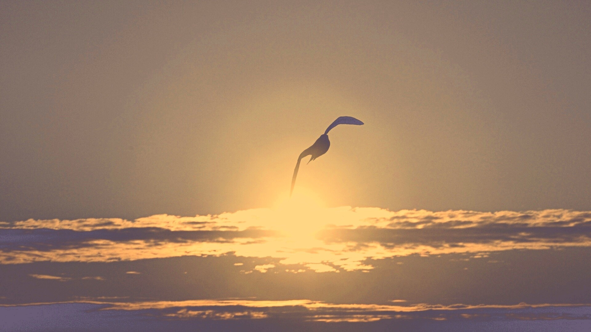 Морская чайка обои