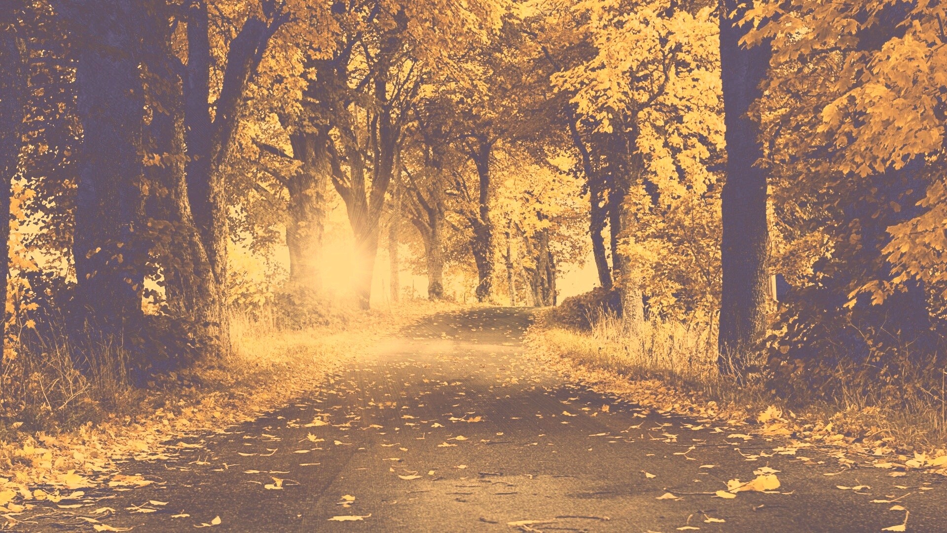 Дорога в осеннем парке обои