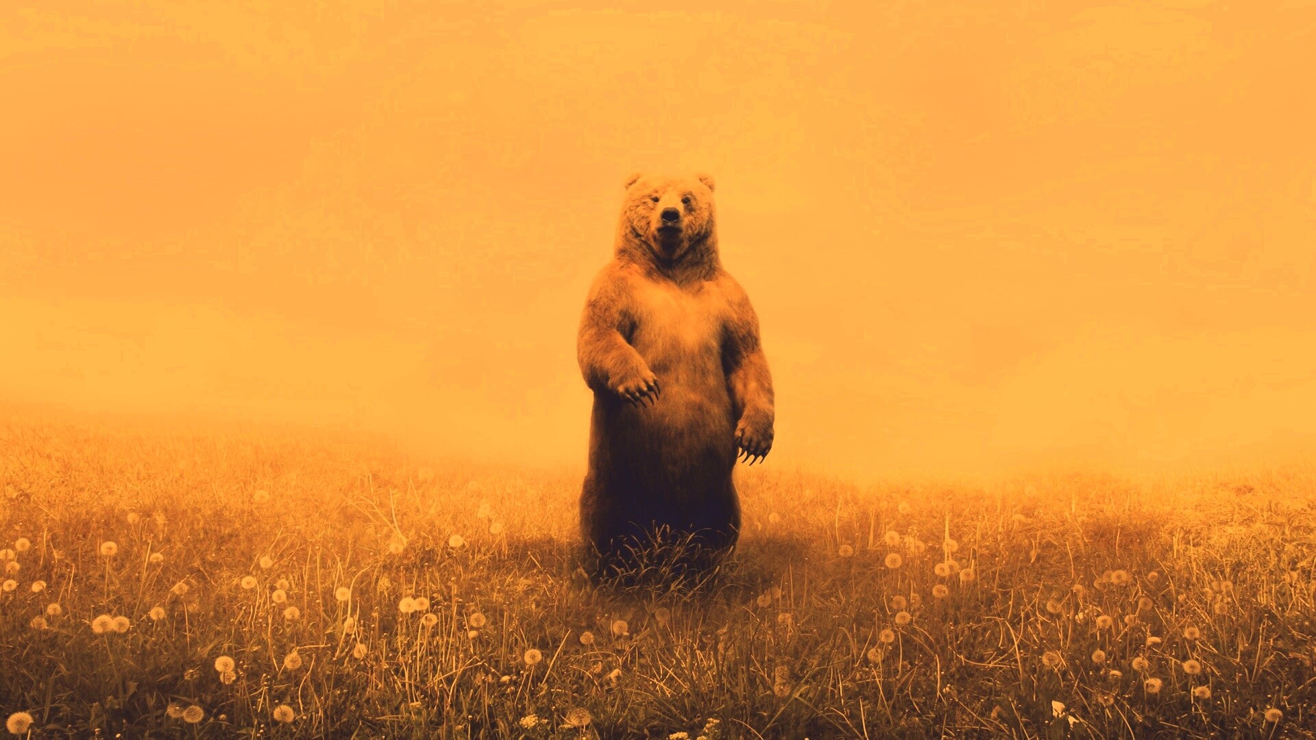 Медведь в одуванчиковом поле обои