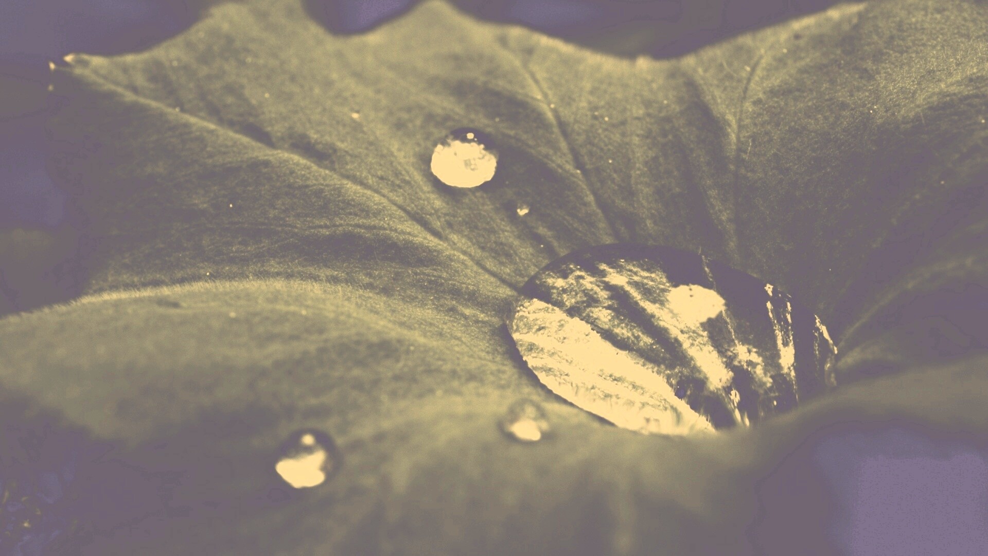 Капля в листе обои