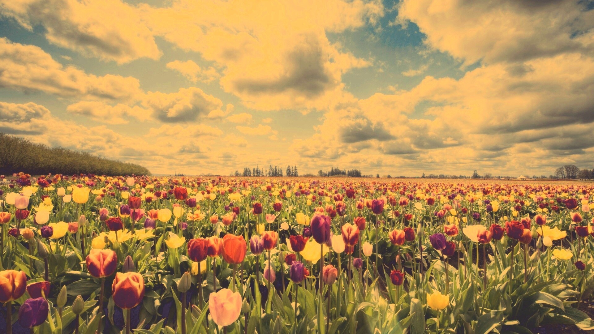 Поле тюльпанов обои