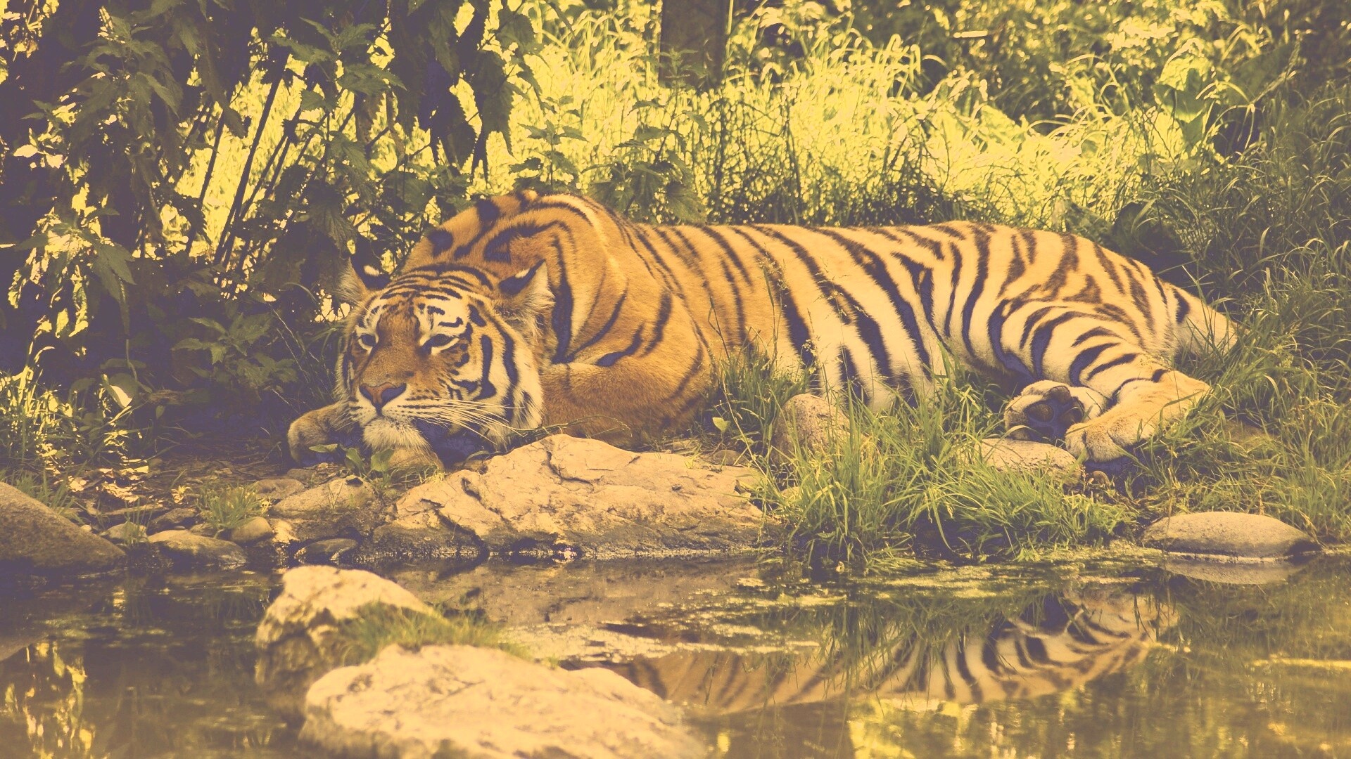 Тигр отдыхает обои