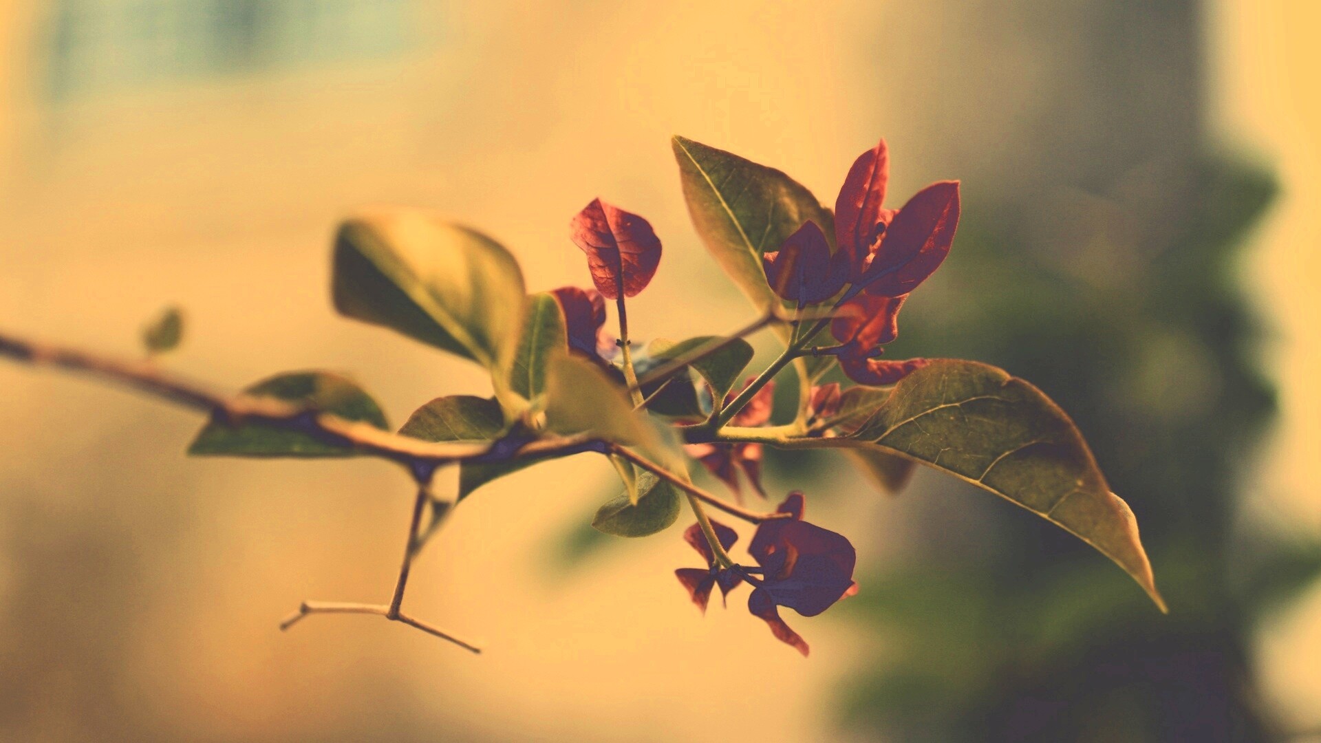 Разноцветные листья обои