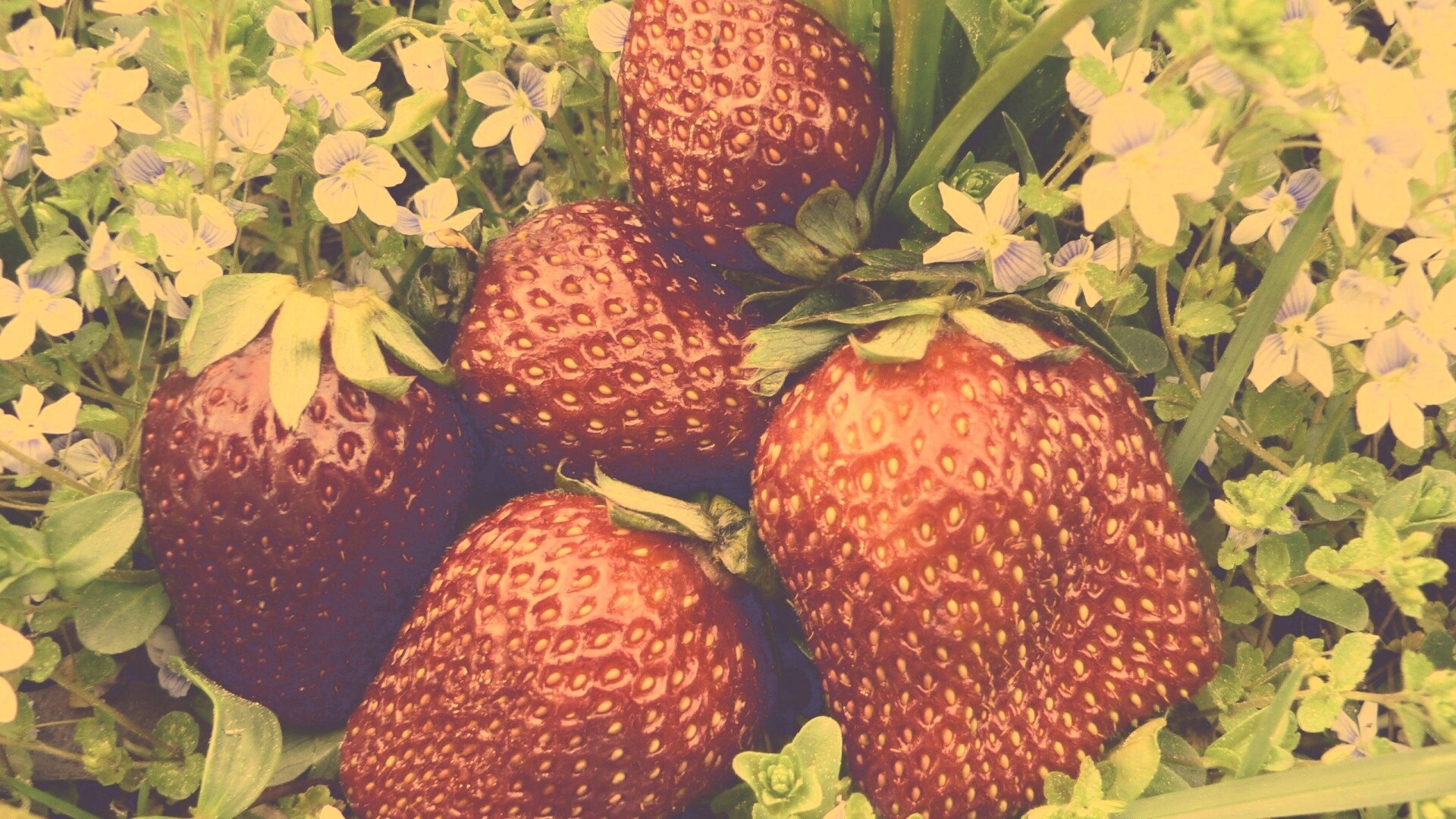 Клубника обои