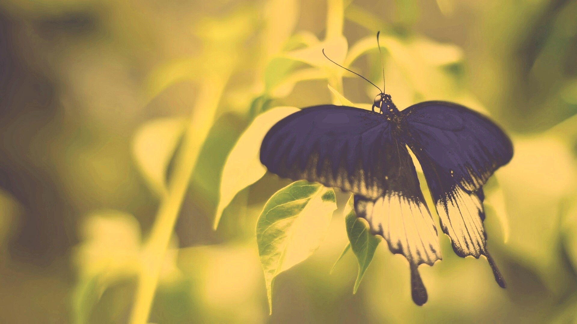 Бабочка с чёрно-белыми крыльями обои