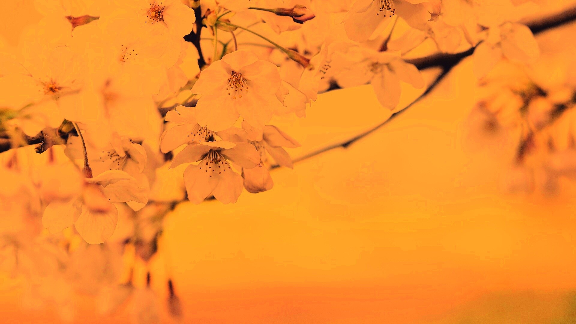 Цветение вишни обои